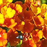 オレンジ色のランタナの写真